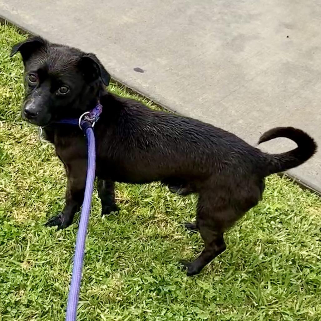 Enlarge Nikko - Costa Mesa Location, a Adoptable mixed breed in Chino Hills, CA image 6/6
