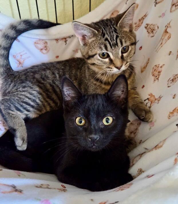 Gansito & Fresa, Adoptable, Kitten Male Domestic Short Hair & Tabby.