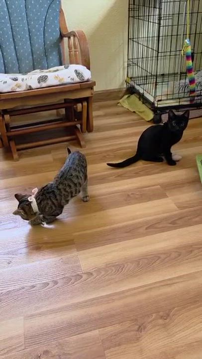 Enlarge Gansito & Fresa, a Adoptable mixed breed in Hood River, OR video 2/4