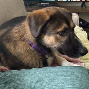 Enlarge Theo, a Adoptable mixed breed in Scarborough, ON image 2/5