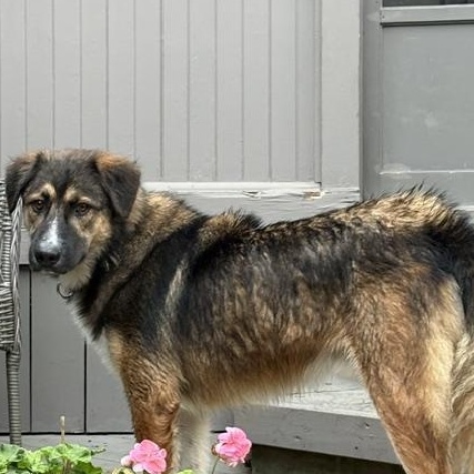 Enlarge Theo, a Adoptable mixed breed in Scarborough, ON image 5/5