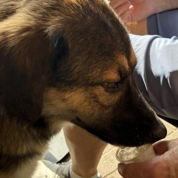 Enlarge Theo, a Adoptable mixed breed in Scarborough, ON image 3/5