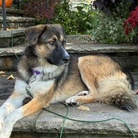 Theo, Adoptable, Young Male Shepherd & Collie.
