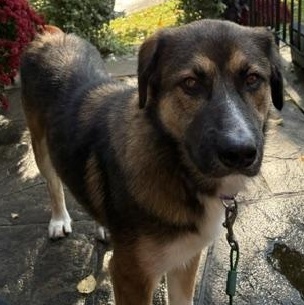 Enlarge Theo, a Adoptable mixed breed in Scarborough, ON image 4/5