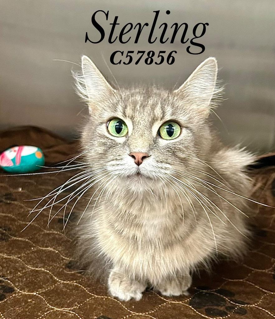 Sterling, Adoptable, Young Female Domestic Short Hair.