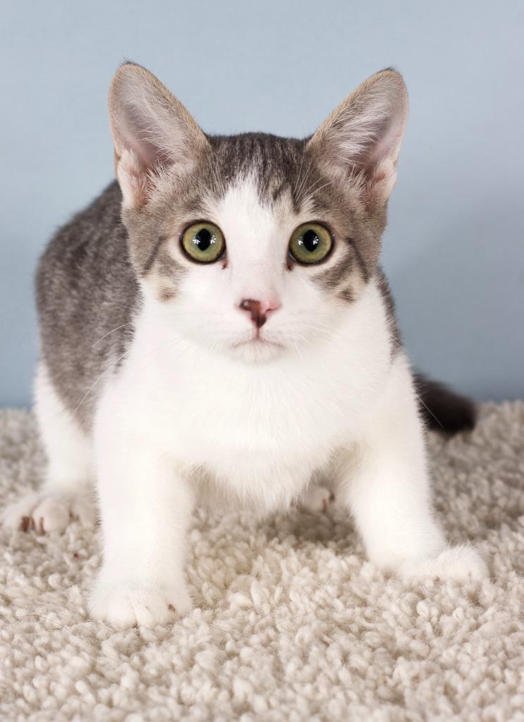 Ollie, Adoptable, Kitten Male Domestic Short Hair.
