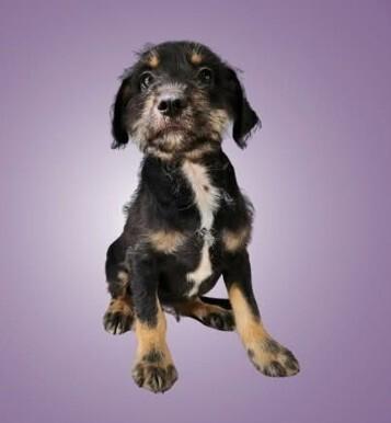 Enlarge Robin, a Adoptable Terrier in Boulder, CO image 1/1