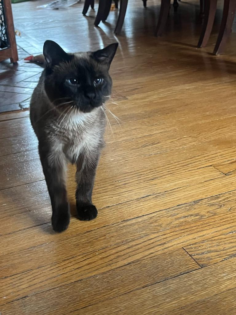 Enlarge 80-Dusty - in foster, a Adoptable Siamese in Windsor, CT image 1/5