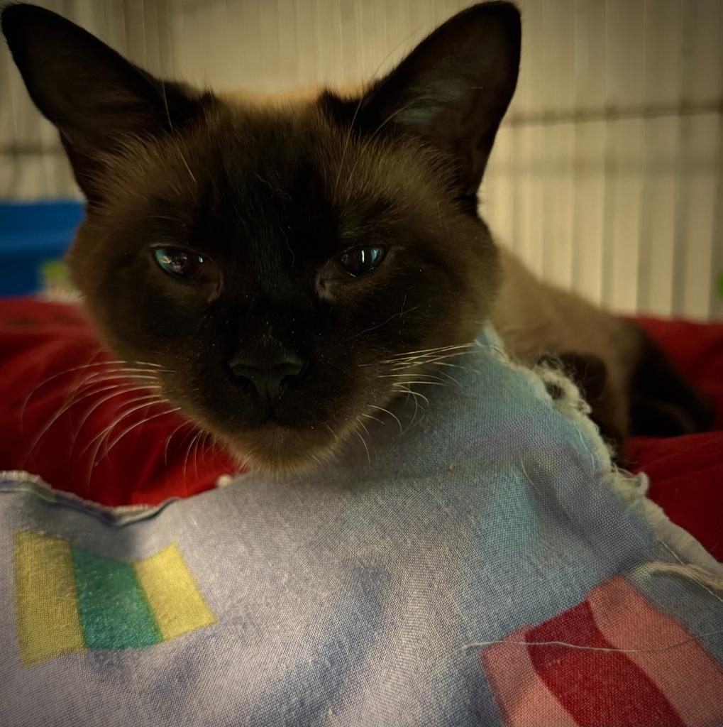 Enlarge 80-Dusty - in foster, a Adoptable Siamese in Windsor, CT image 2/5