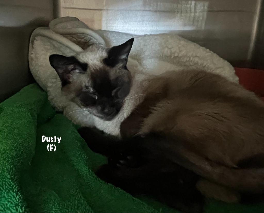 Enlarge 80-Dusty, a Adoptable Siamese in Windsor, CT image 1/2