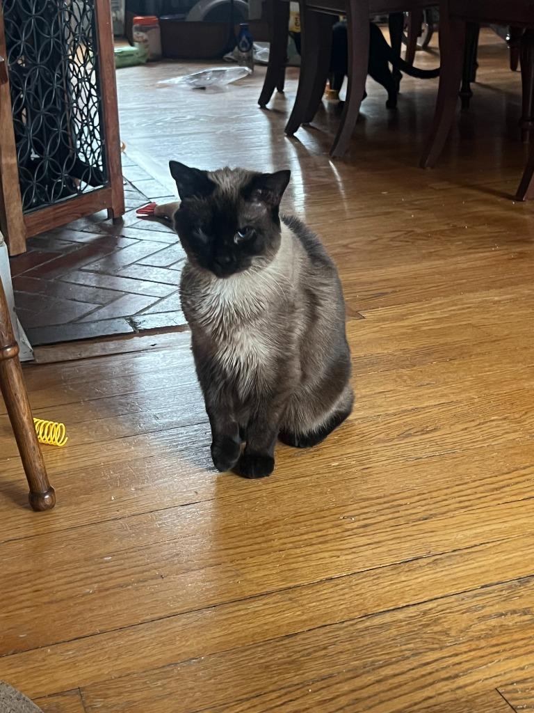 Enlarge 80-Dusty - in foster, a Adoptable Siamese in Windsor, CT image 4/5