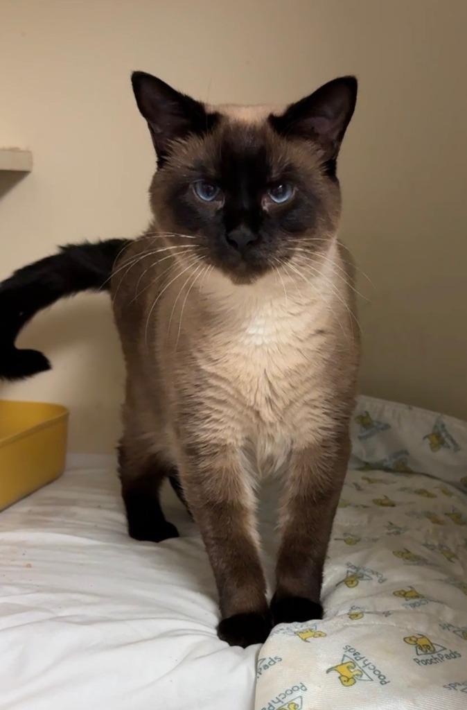 Enlarge 80-Dusty - in foster, a Adoptable Siamese in Windsor, CT image 5/6