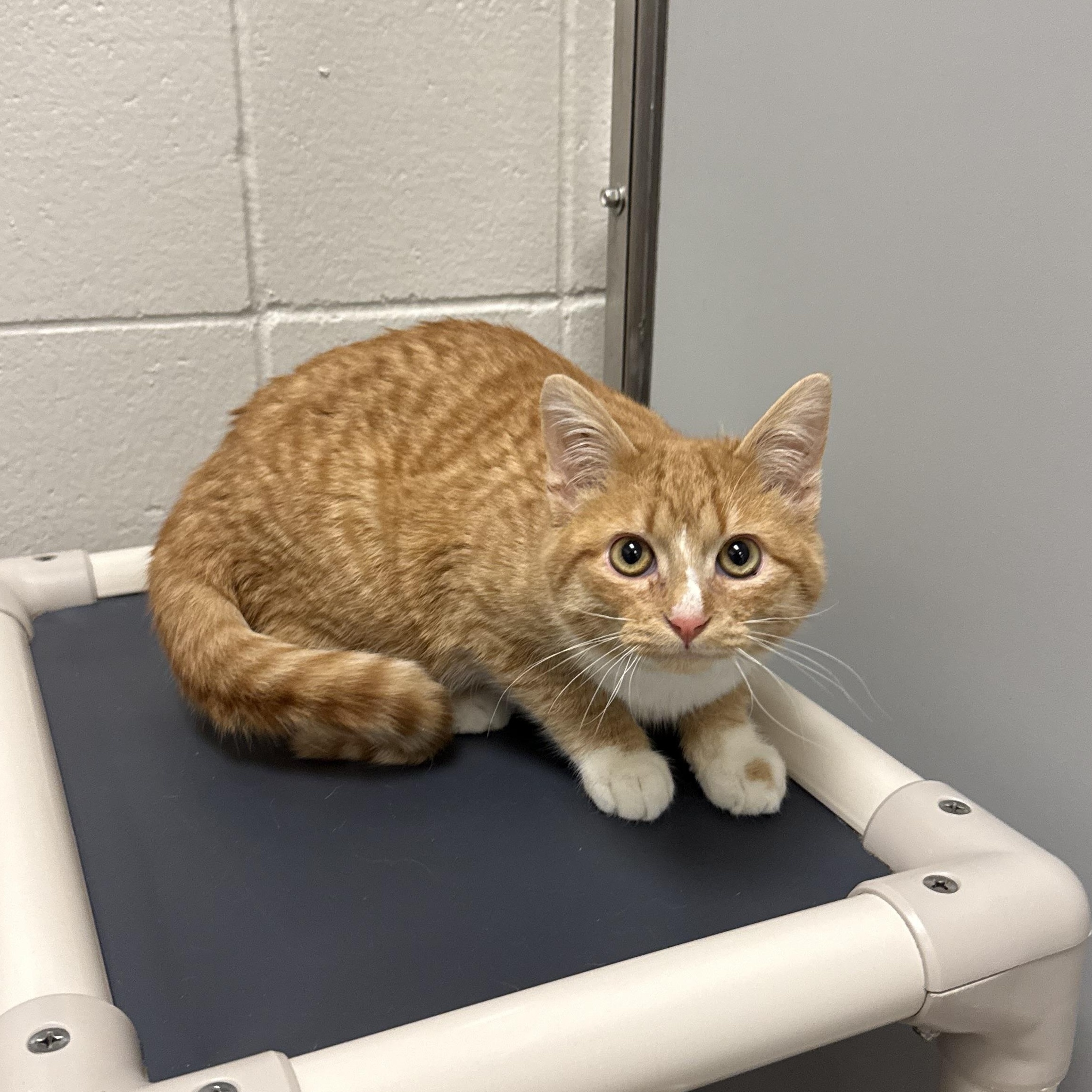 Hobbs, adoptable, Young Male Domestic Short Hair.