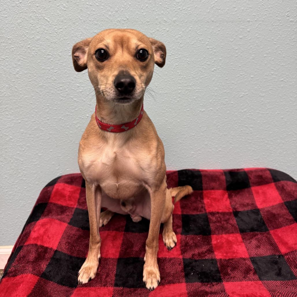 Jake, a Adoptable Chihuahua in Fresno, CA image 3/4