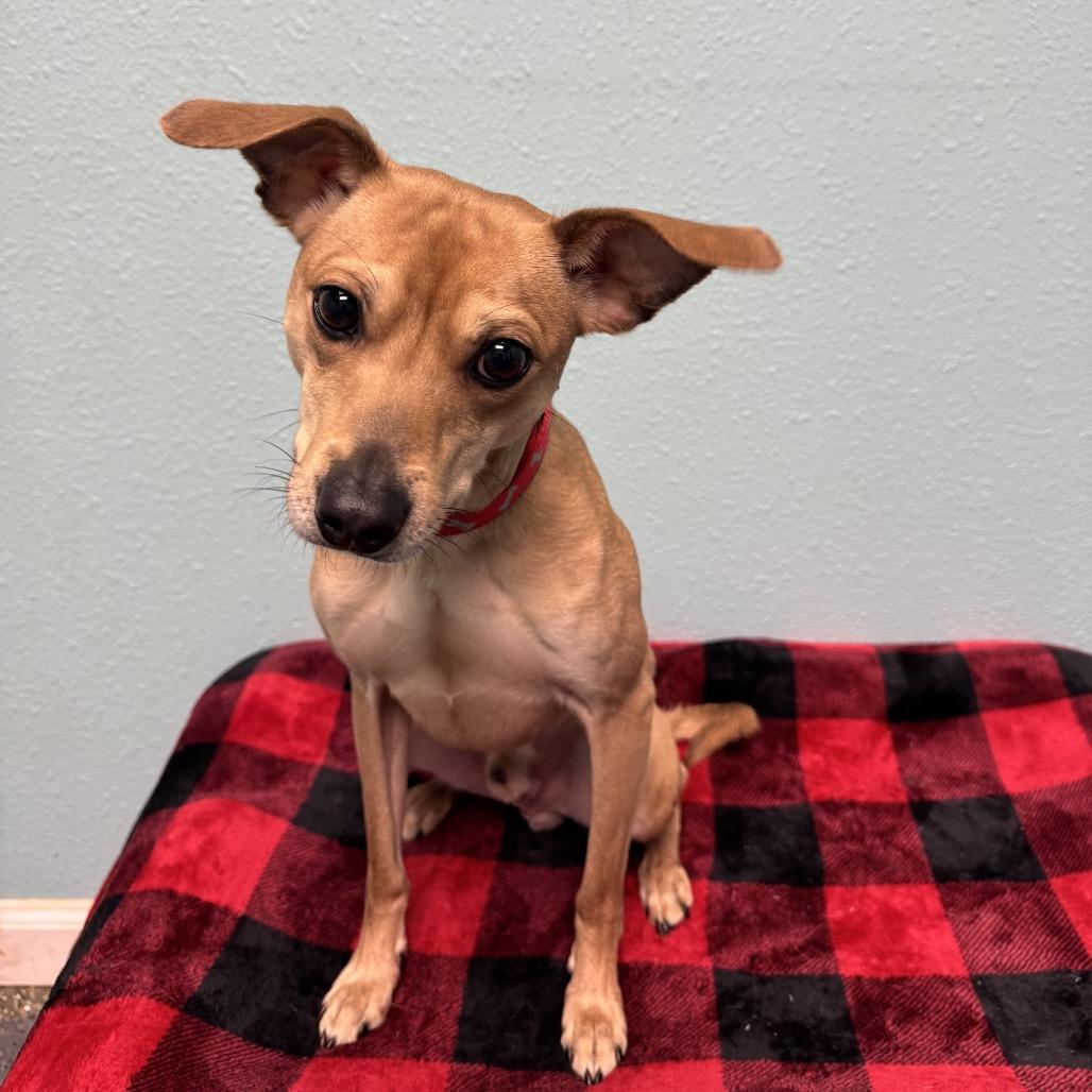 Jake, a Adoptable Chihuahua in Fresno, CA image 4/4