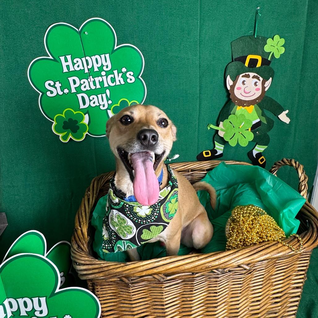 Jake, a Adoptable Chihuahua in Fresno, CA image 1/4