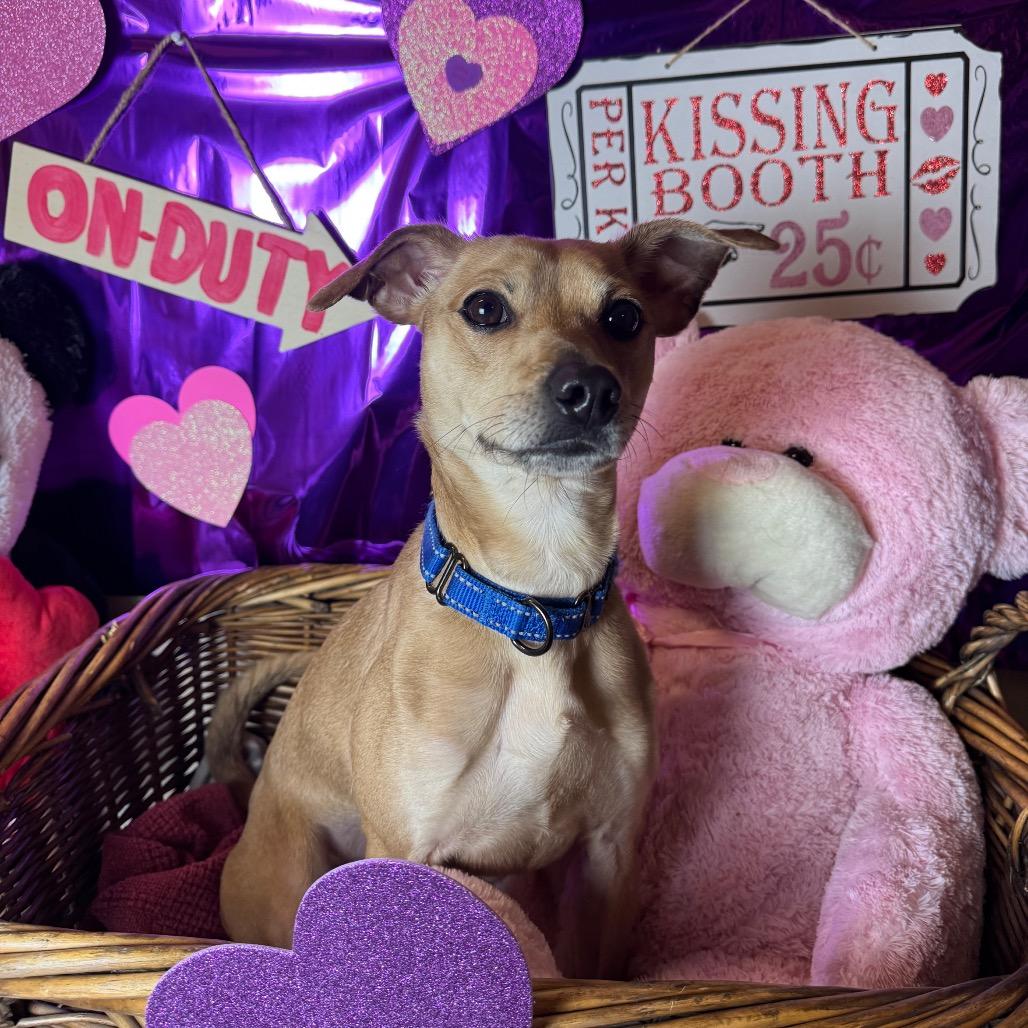 Jake, Adoptable, Adult Male Chihuahua.