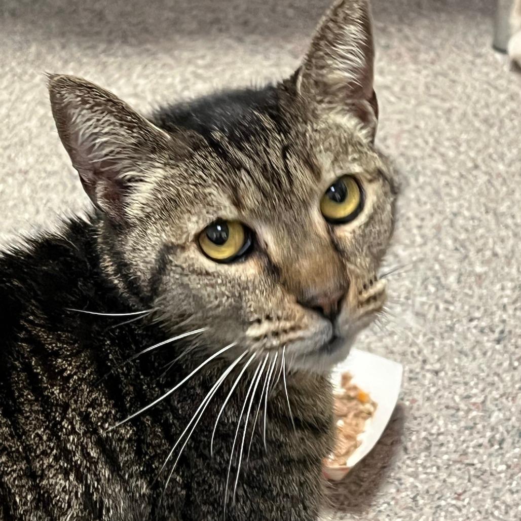 Enlarge Bailey, a Adoptable Domestic Short Hair in Sarasota, FL image 1/2