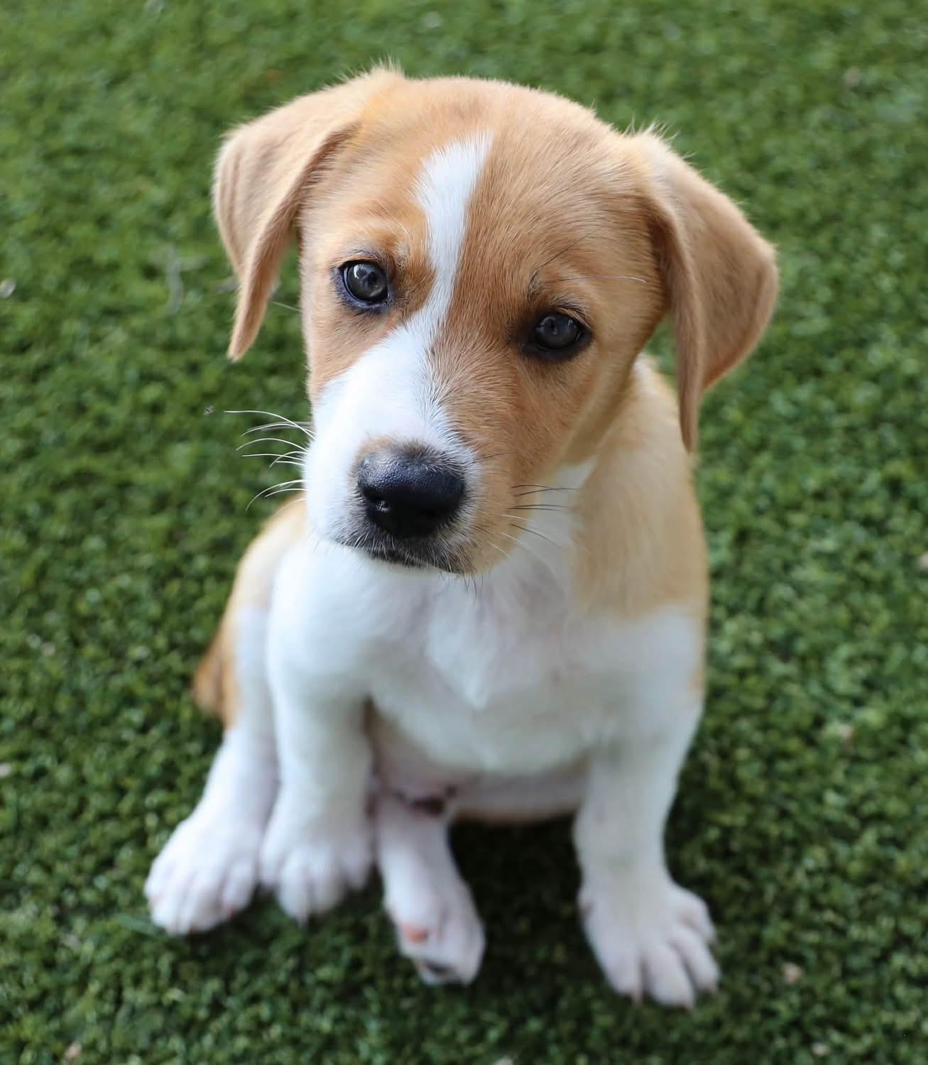 River, an adoptable mixed breed in Southlake, TX image 3/5