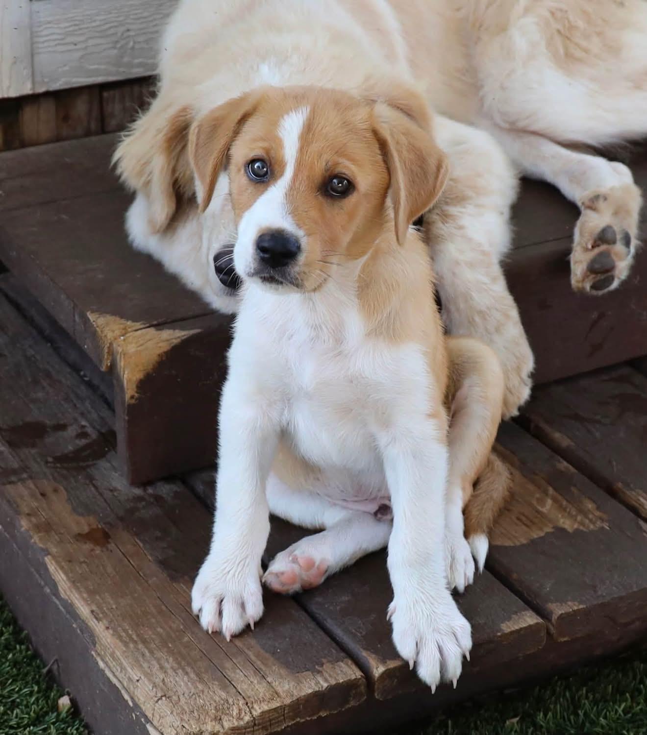 River, an adoptable mixed breed in Southlake, TX image 5/5
