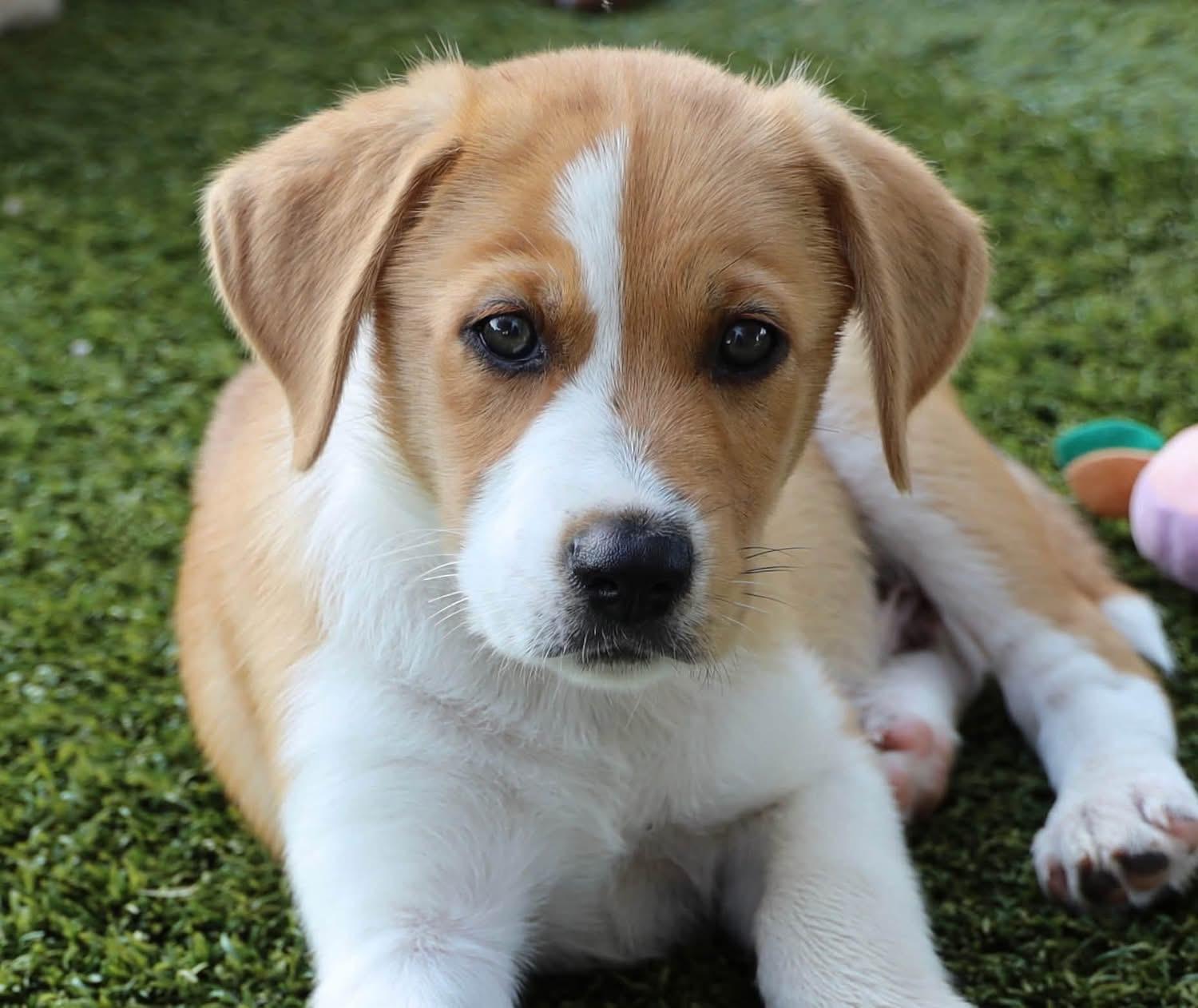River, an adoptable mixed breed in Southlake, TX image 2/5