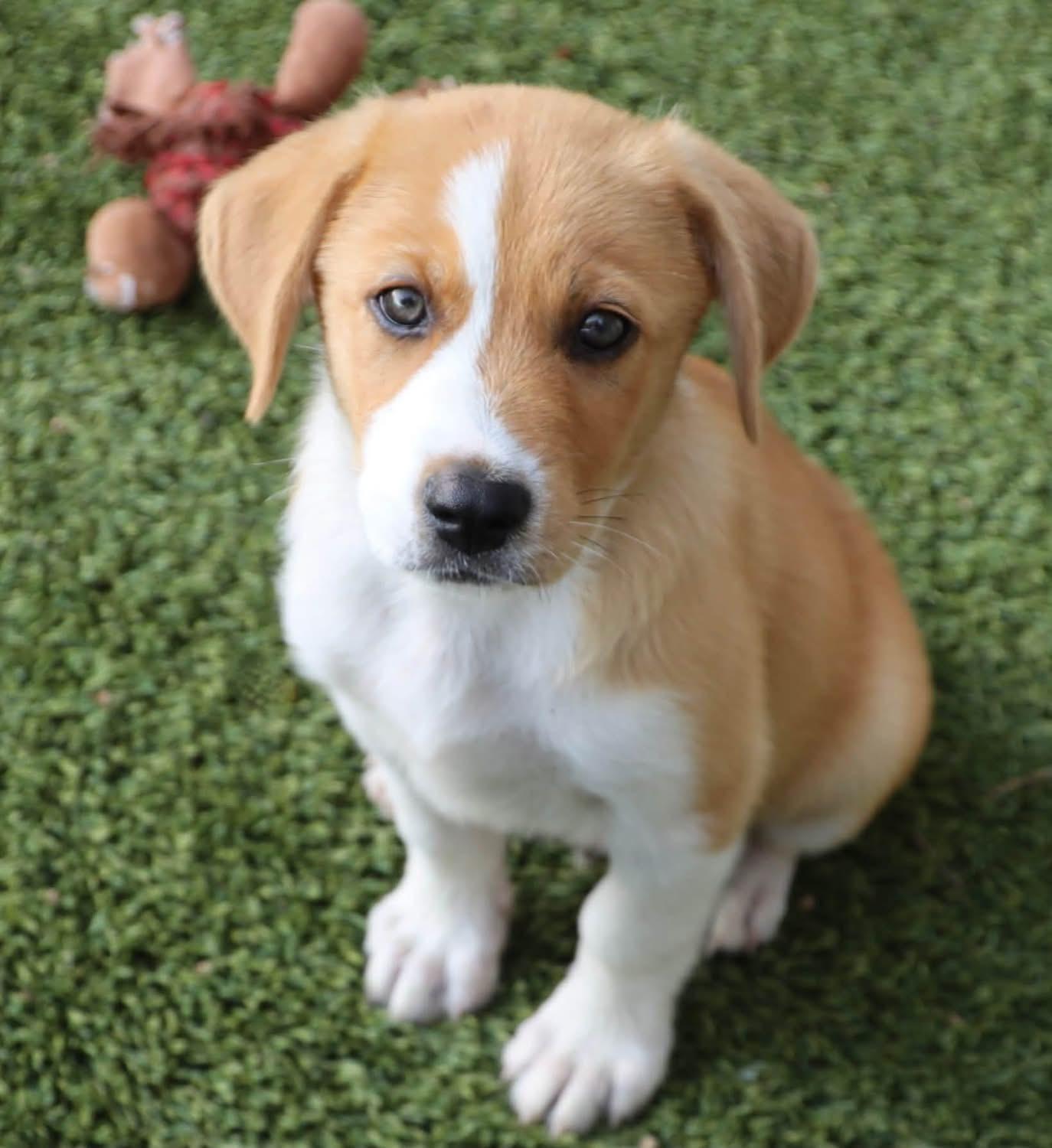 River, an adoptable mixed breed in Southlake, TX image 1/5
