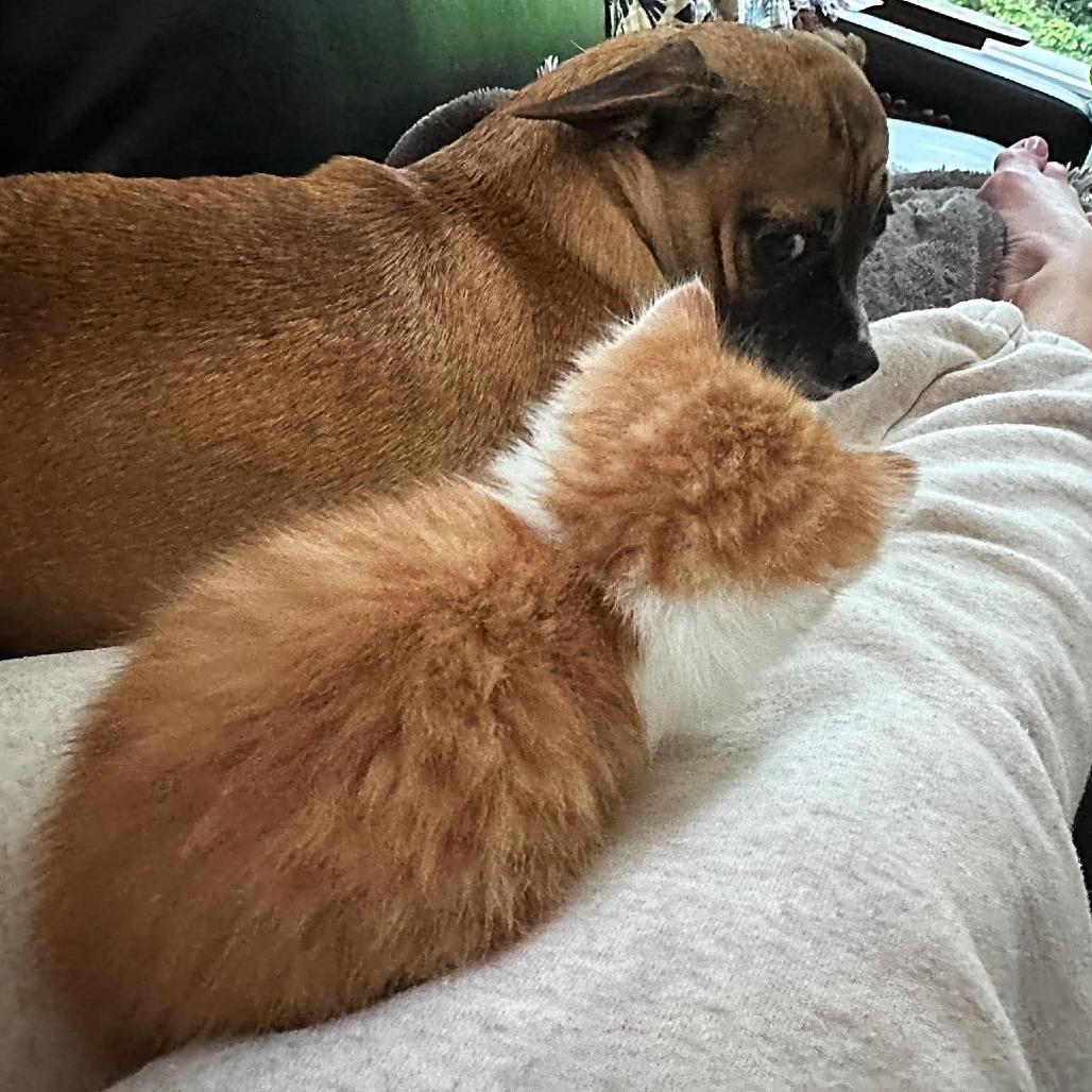 Photo of Oliver