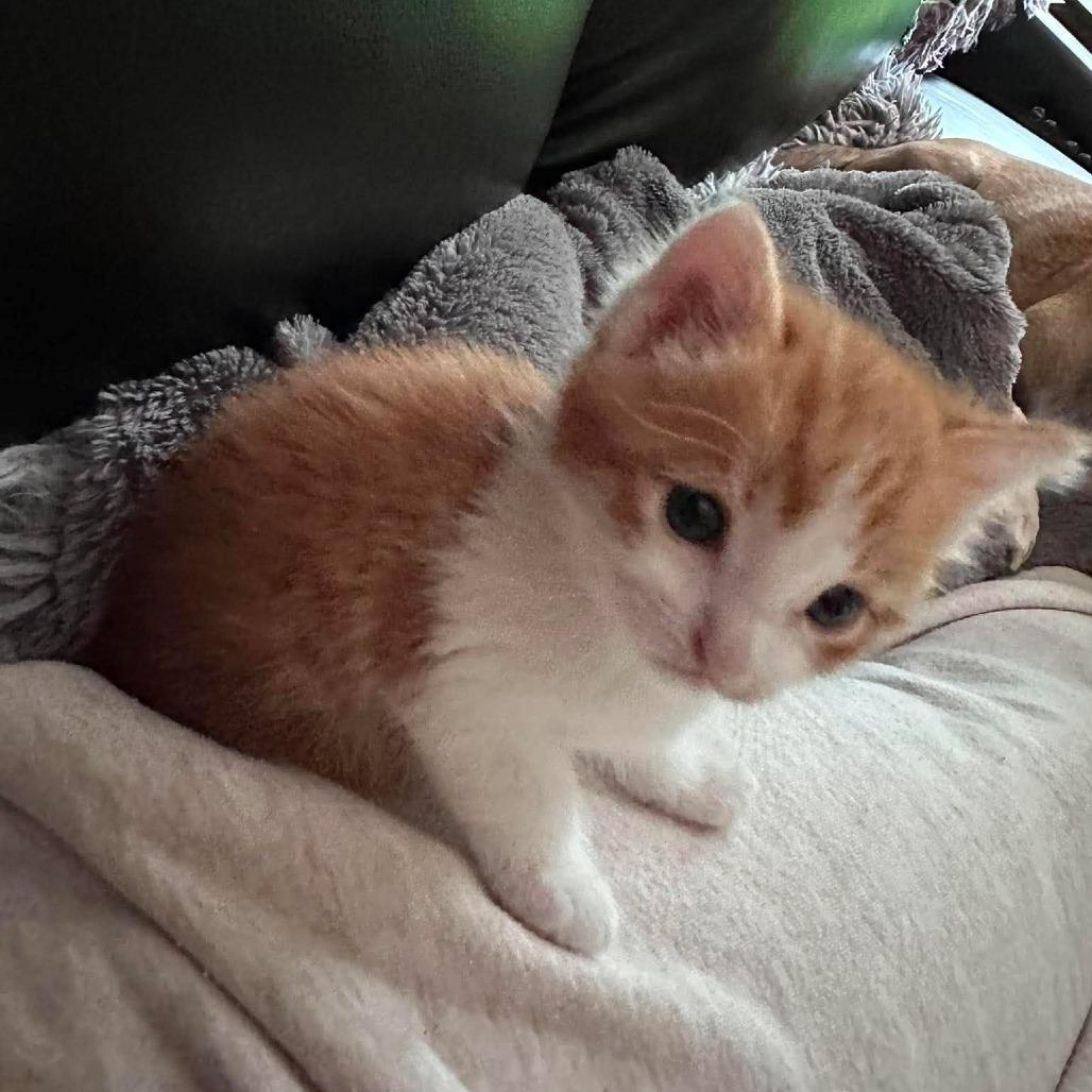 Enlarge Oliver, a Adoptable Domestic Short Hair in Ferndale, WA image 4/4