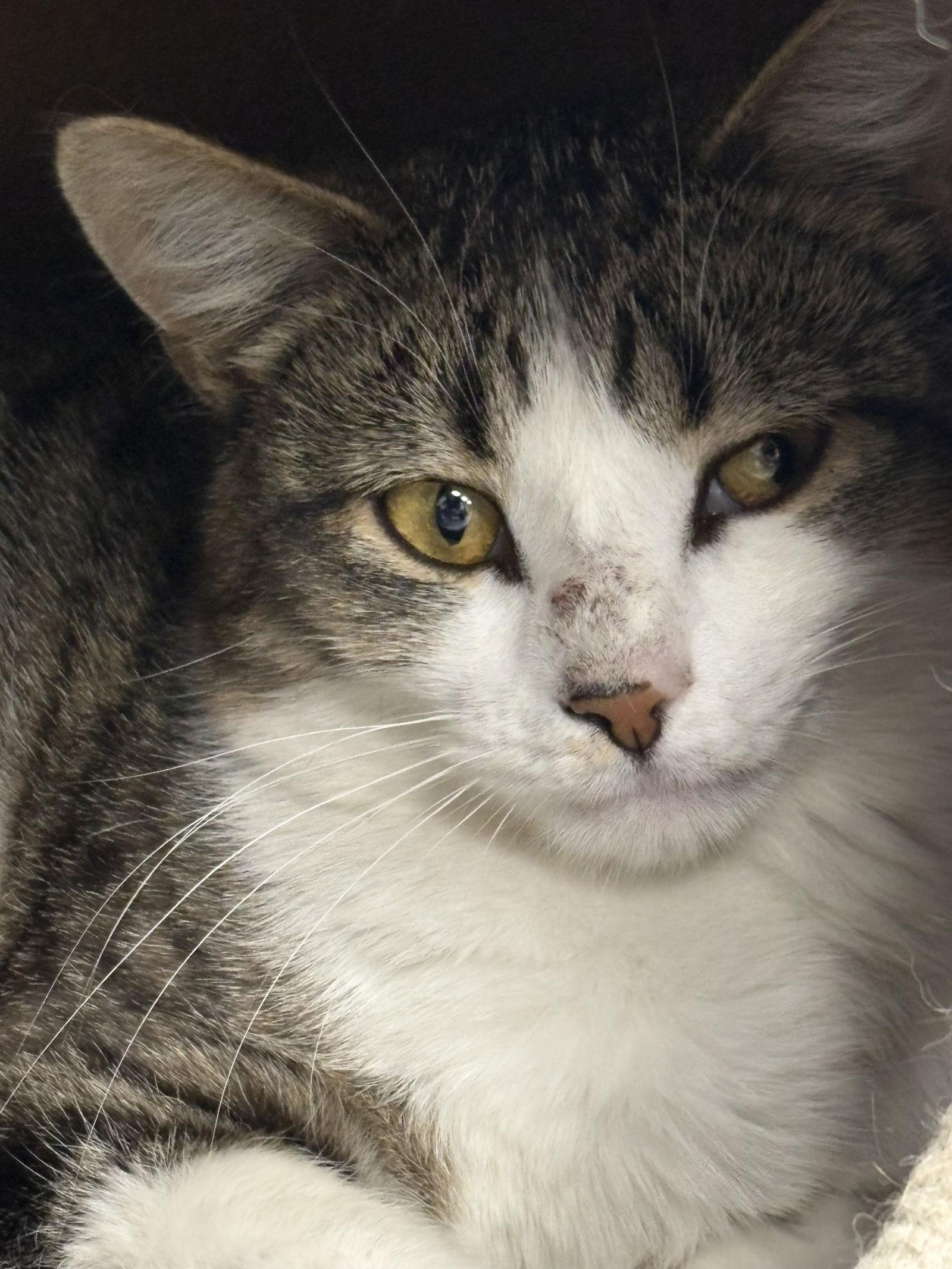 Angus, Adoptable, Young Male Domestic Short Hair.