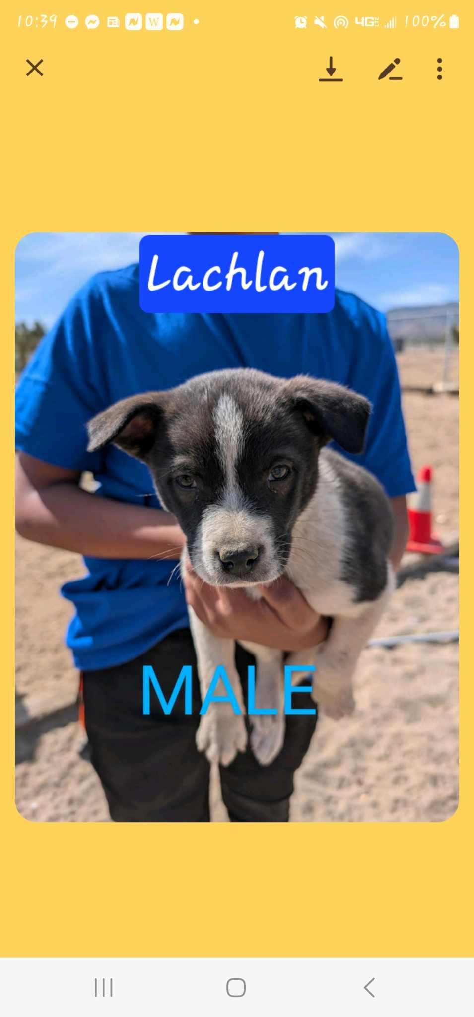 Enlarge Lachlan, a Adoptable mixed breed in Wrightwood, CA image 3/3