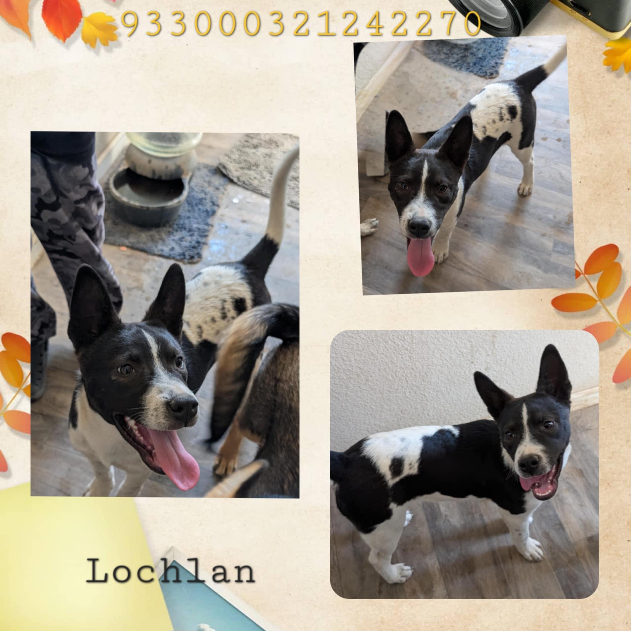 Enlarge Lachlan, a Adoptable mixed breed in Wrightwood, CA image 2/3