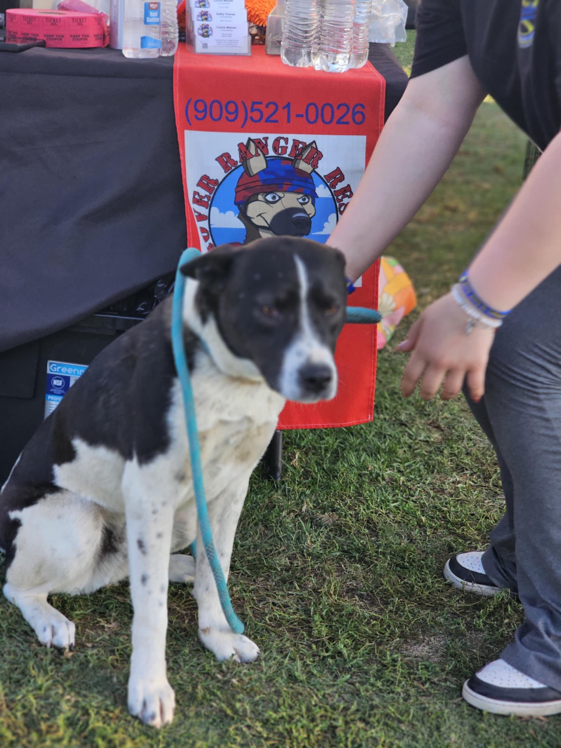 Enlarge Lachlan, a Adoptable mixed breed in Wrightwood, CA image 1/3
