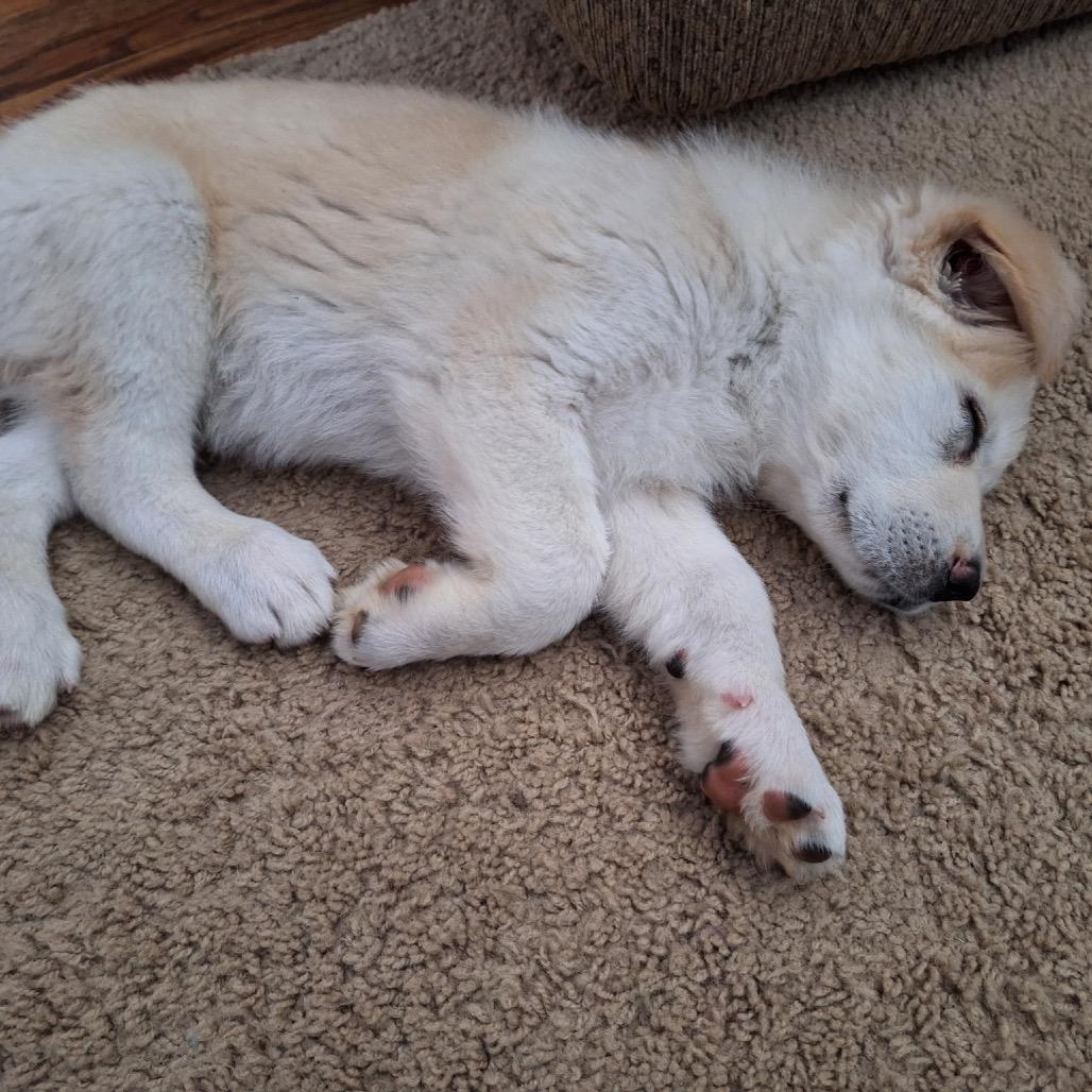 Enlarge Jesse (in PA), a Adoptable Shepherd in Shoemakersville, PA image 1/6