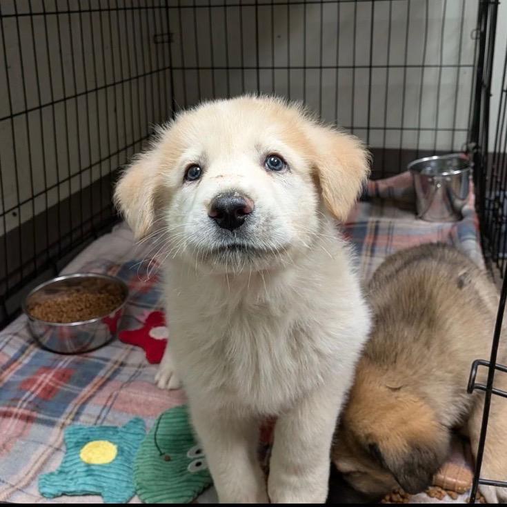 Jesse (in PA), Adoptable, Puppy Male Shepherd.