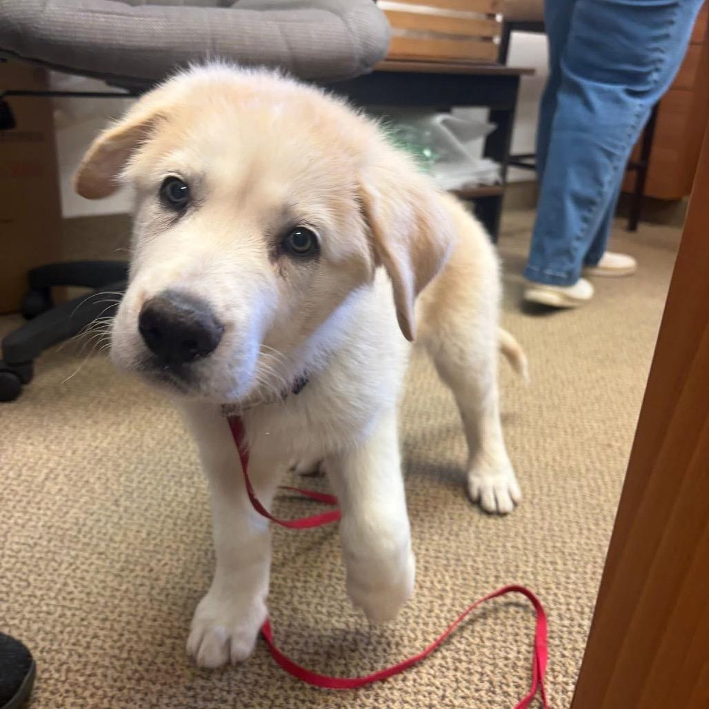 Enlarge Jesse (in PA), a Adoptable Shepherd in Shoemakersville, PA image 3/6