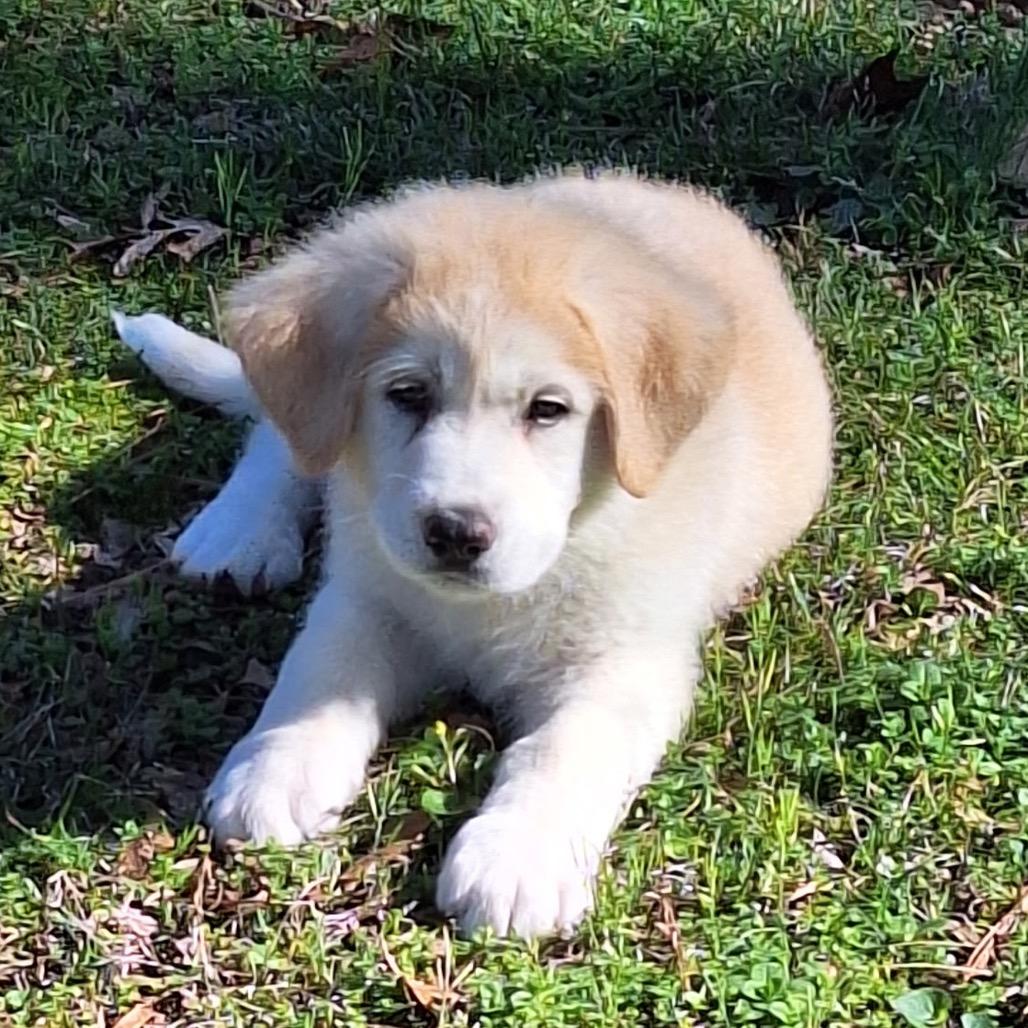 Enlarge Jesse (in PA), a Adoptable Shepherd in Shoemakersville, PA image 4/6