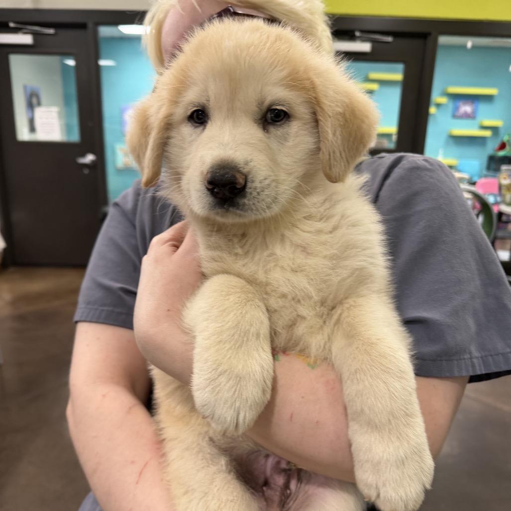 Enlarge Jesse (in PA), a Adoptable Shepherd in Shoemakersville, PA image 5/6