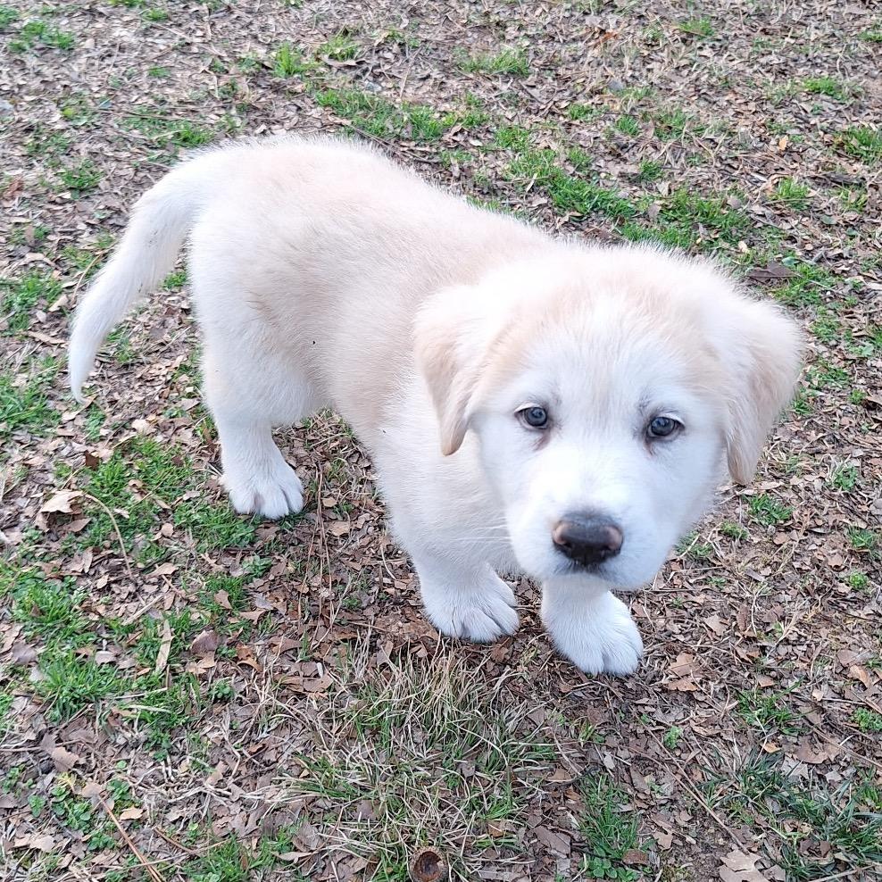 Enlarge Jesse (in PA), a Adoptable Shepherd in Shoemakersville, PA image 6/6