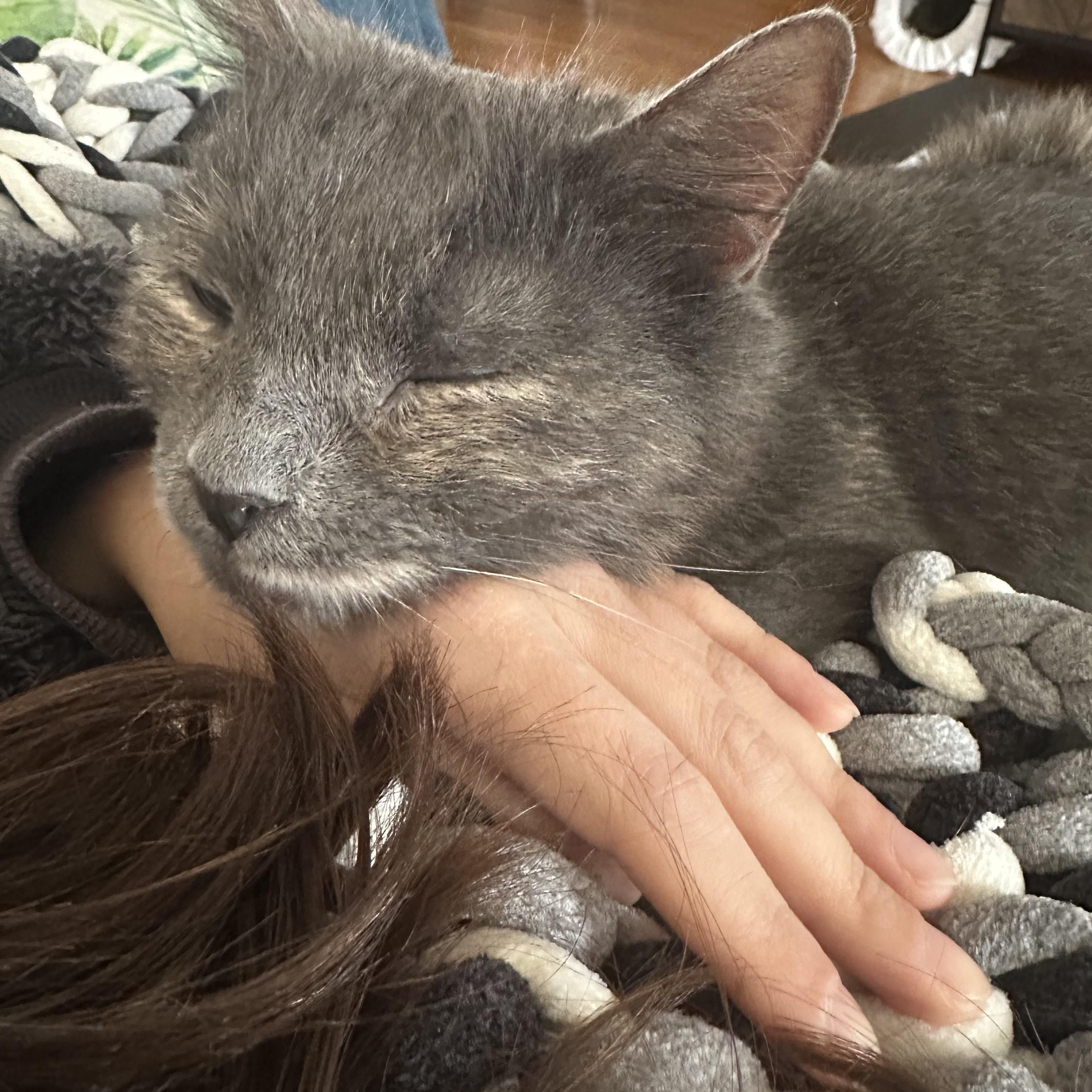 Enlarge Josie , a ADOPTABLE Dilute Calico in Enfield, CT image 5/5