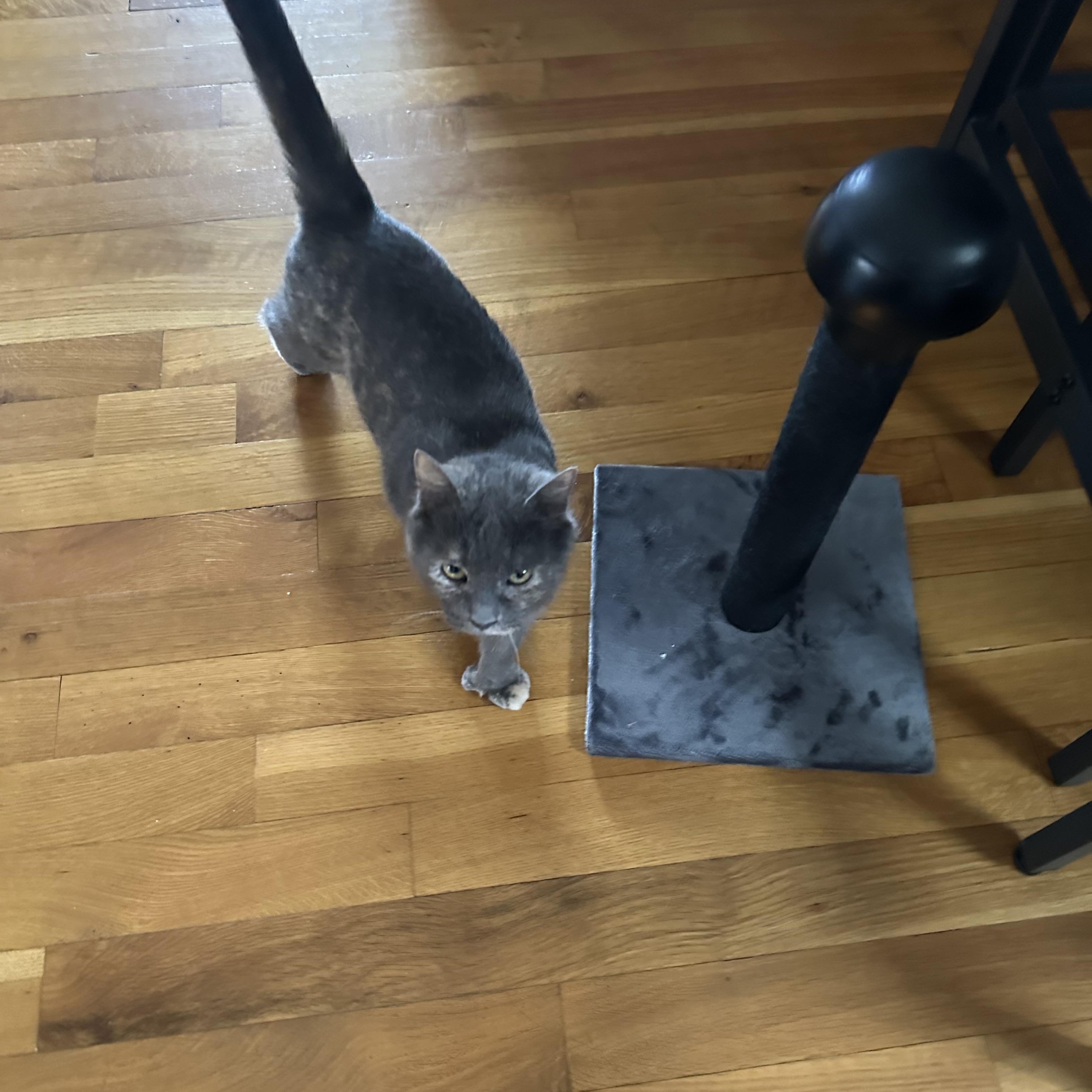 Josie , ADOPTABLE, Young Female Dilute Calico.