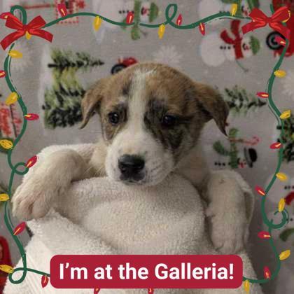 Santa, Adoptable, Puppy Male Shepherd & Mixed Breed.