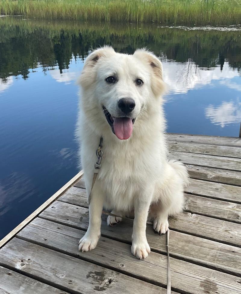 Enlarge Nikki, a Adoptable mixed breed in Bancroft, ON image 3/4