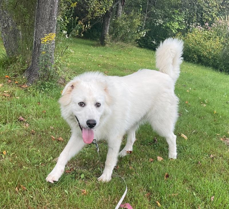 Enlarge Nikki, a Adoptable mixed breed in Bancroft, ON image 4/4