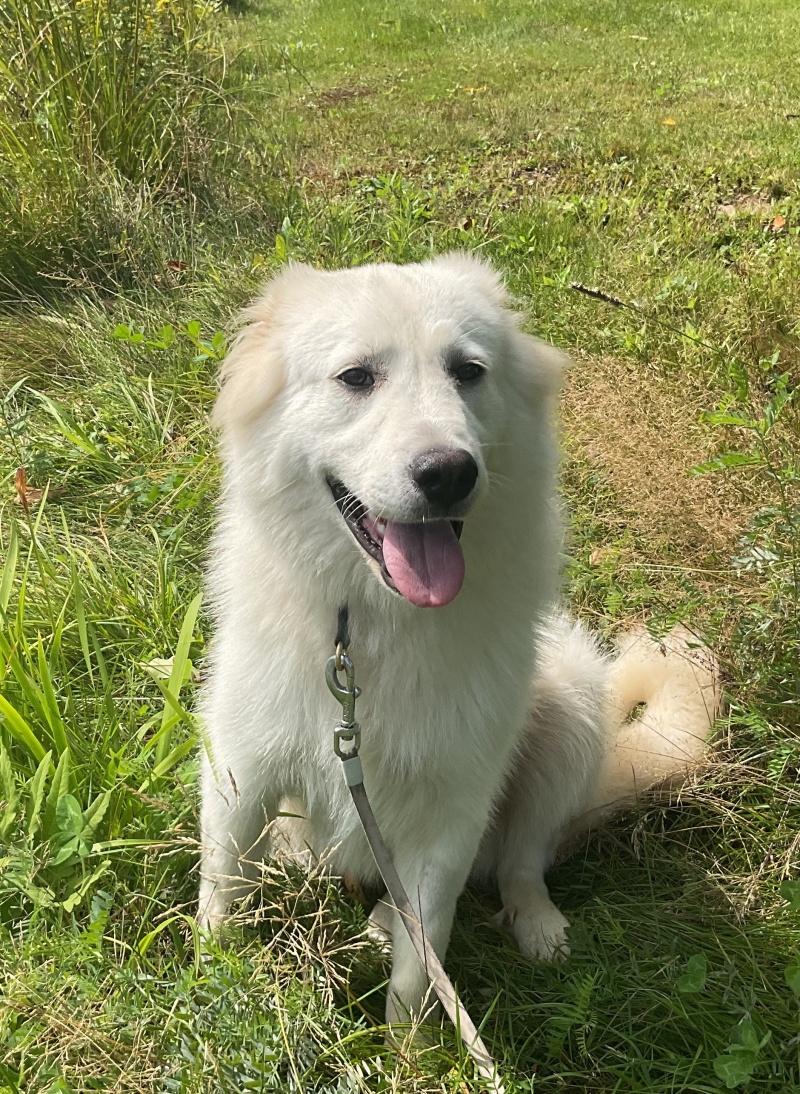 Enlarge Nikki, a Adoptable mixed breed in Bancroft, ON image 2/4