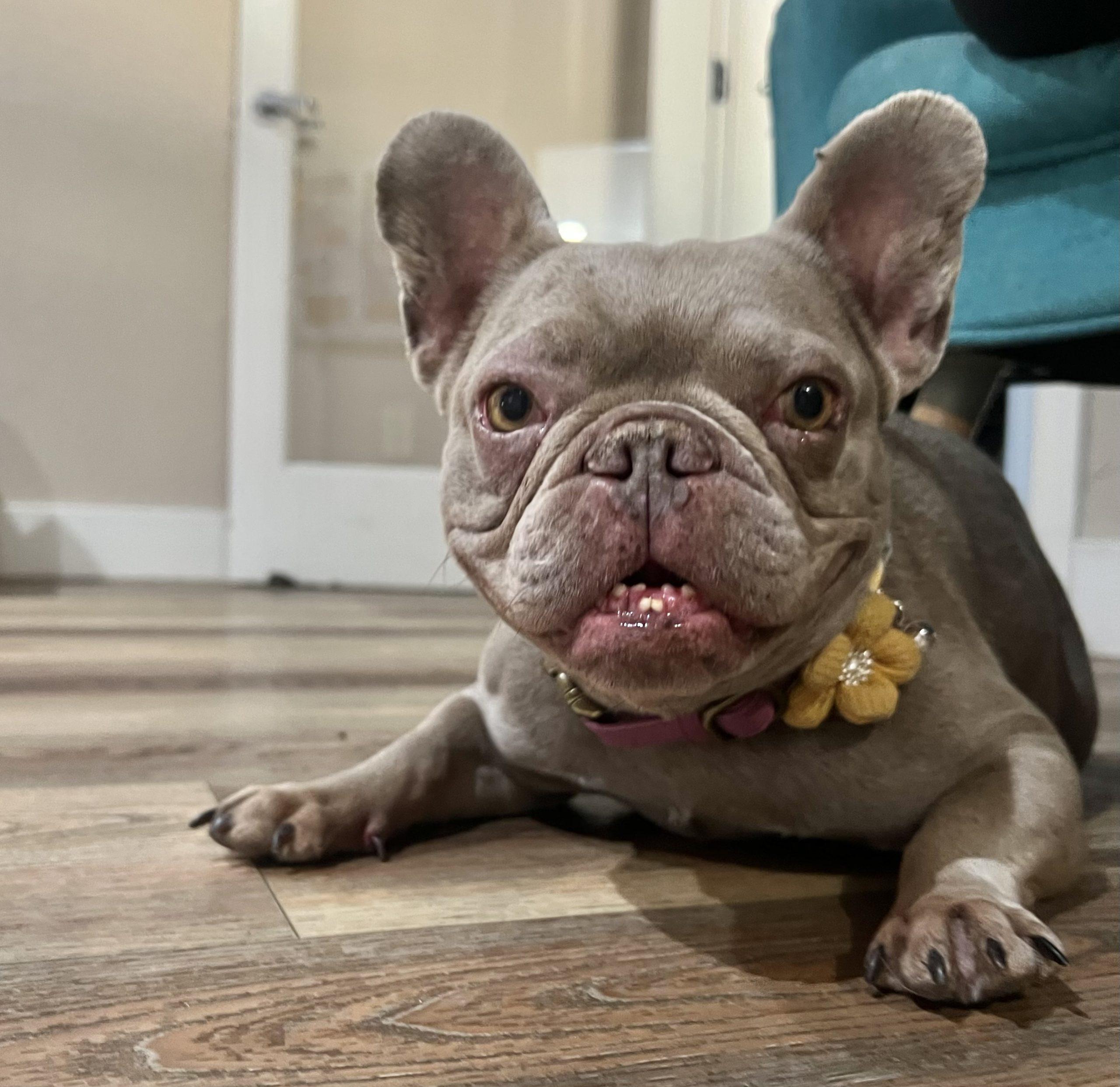 Enlarge Frenchie, a Adopted French Bulldog in Angels Camp, CA image 1/2