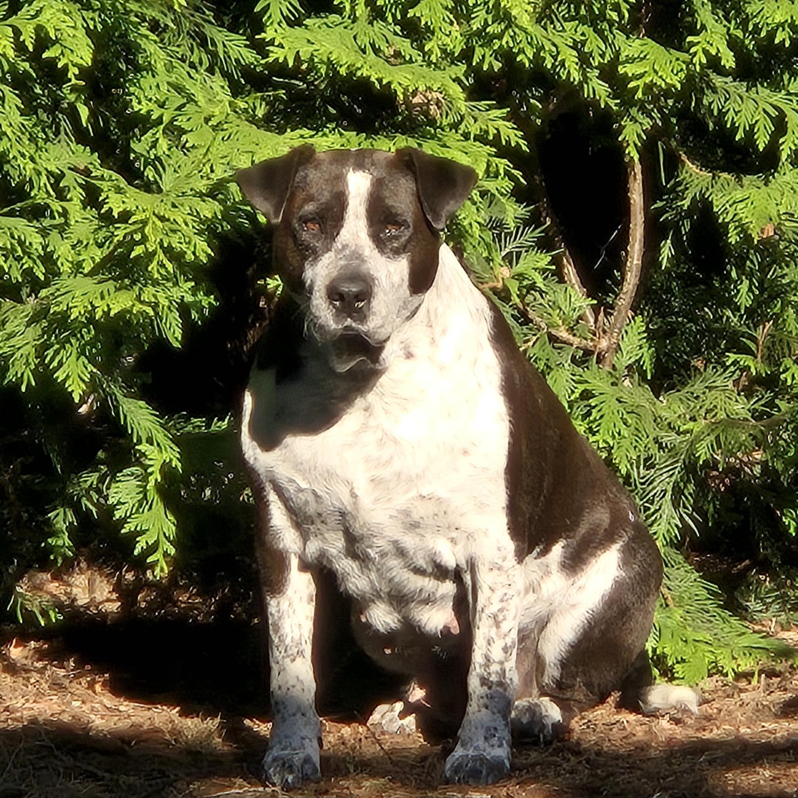 Sandal - a sweet pup - Foster Needed ASAP, a Adoptable mixed breed in Seattle, WA image 2/6