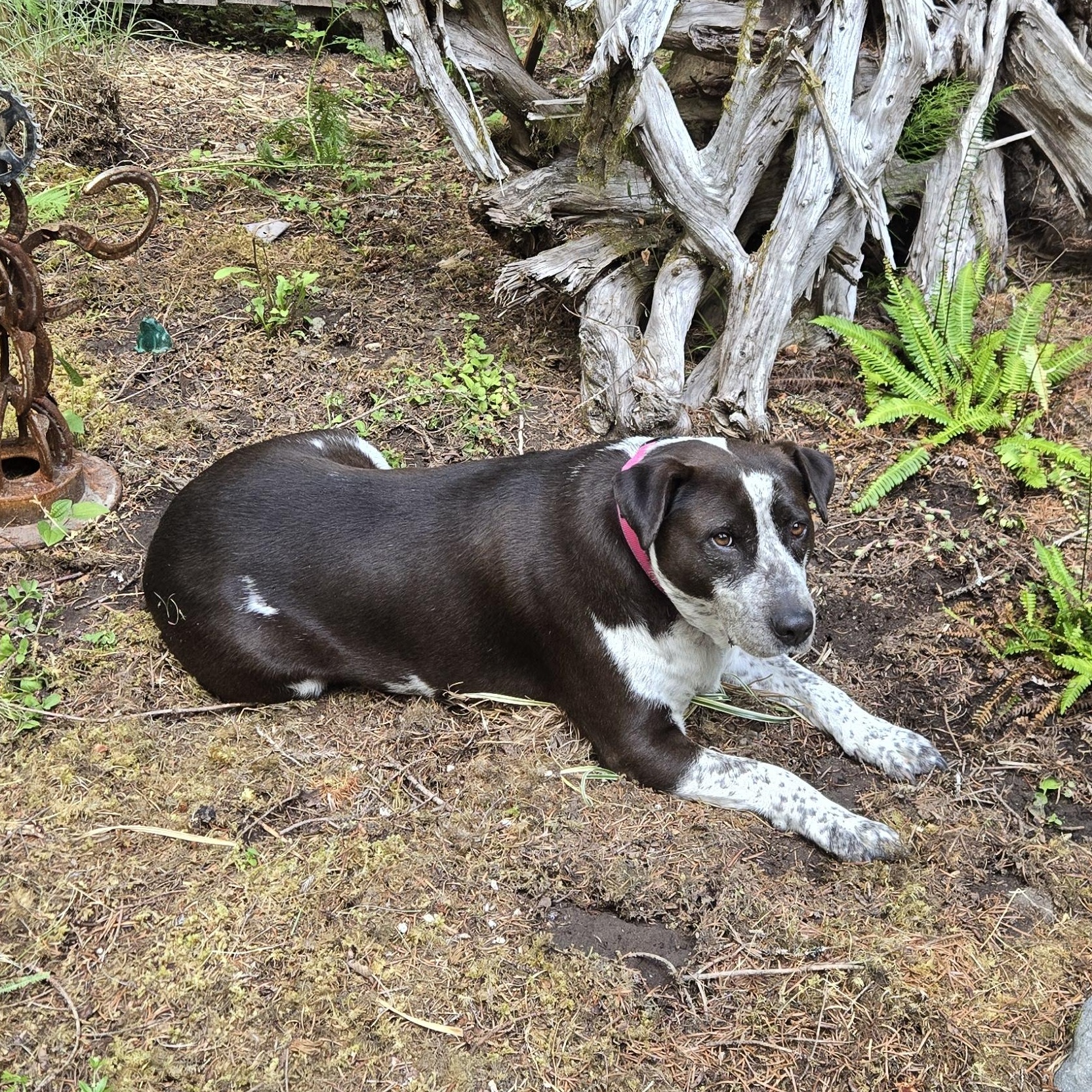 Sandal - a sweet pup - Foster Needed ASAP, a Adoptable mixed breed in Seattle, WA image 6/6