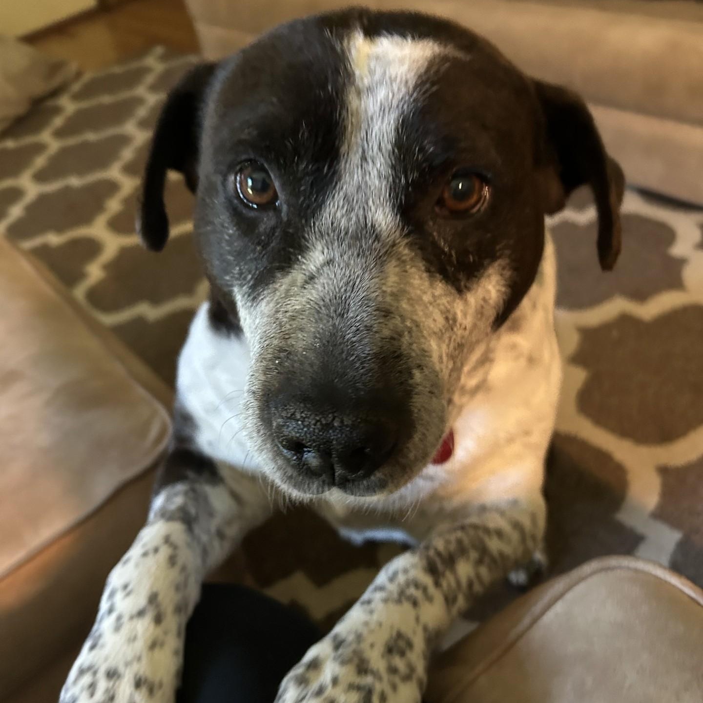 Enlarge Sandal - a sweet pup - Foster Needed ASAP, a Adoptable mixed breed in Seattle, WA image 1/4