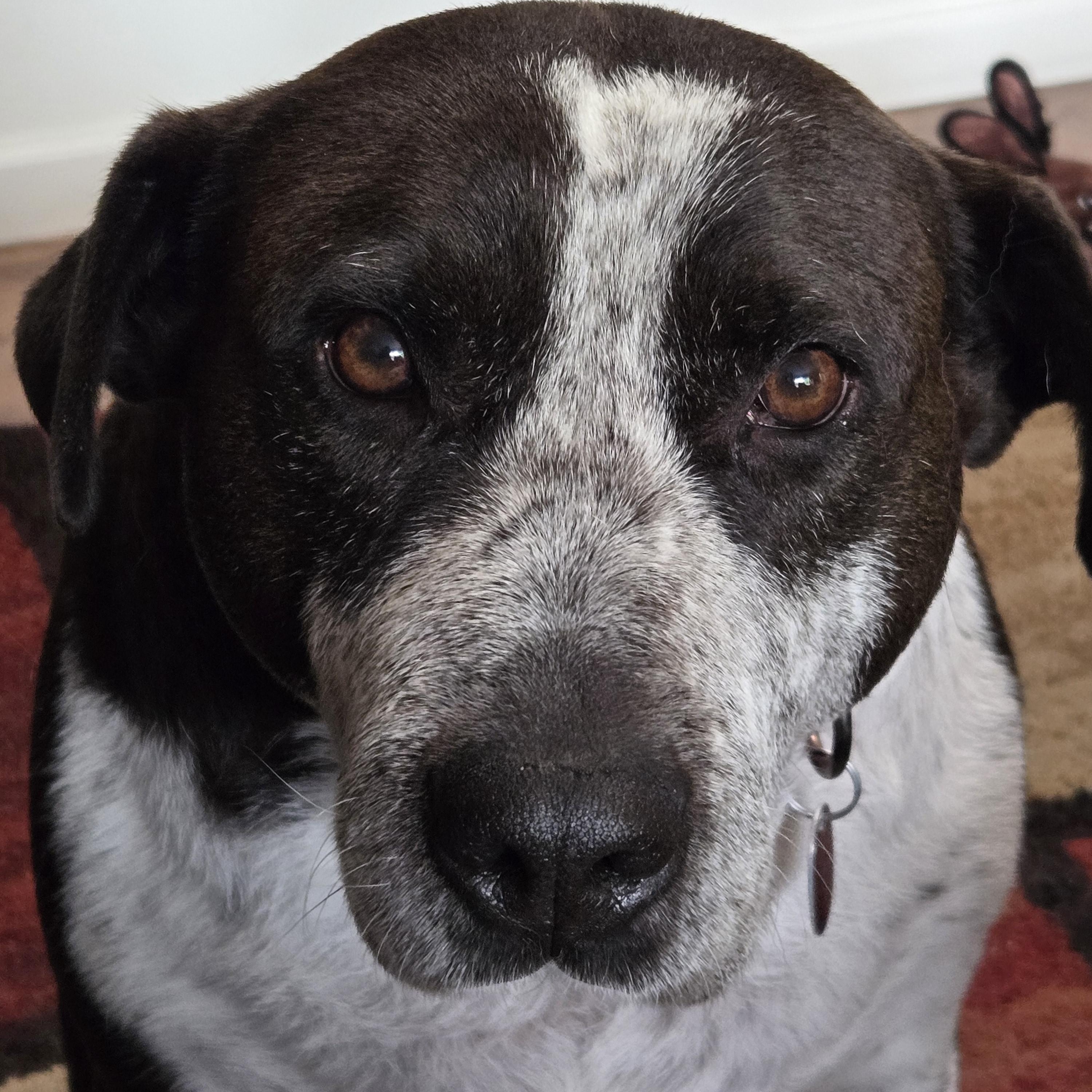 Sandal - a sweet pup - Foster Needed ASAP, Adoptable, Adult Female Cattle Dog.