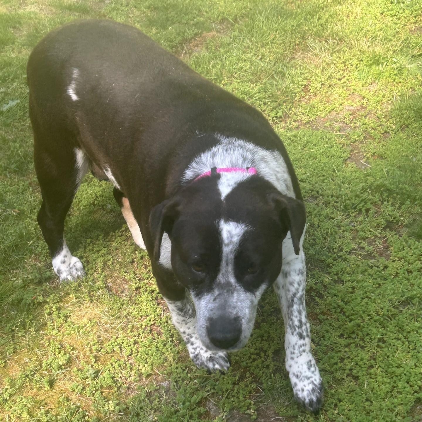Enlarge Sandal - a sweet pup - Foster Needed ASAP, a Adoptable mixed breed in Seattle, WA image 3/4